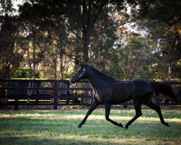 stallion So You Think xx (Thoroughbred, 2006, from High Chaparral xx)