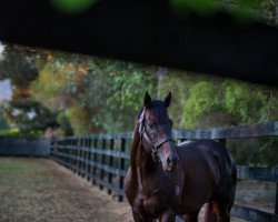 stallion Pierro xx (Thoroughbred, 2009, from Lonhro xx)