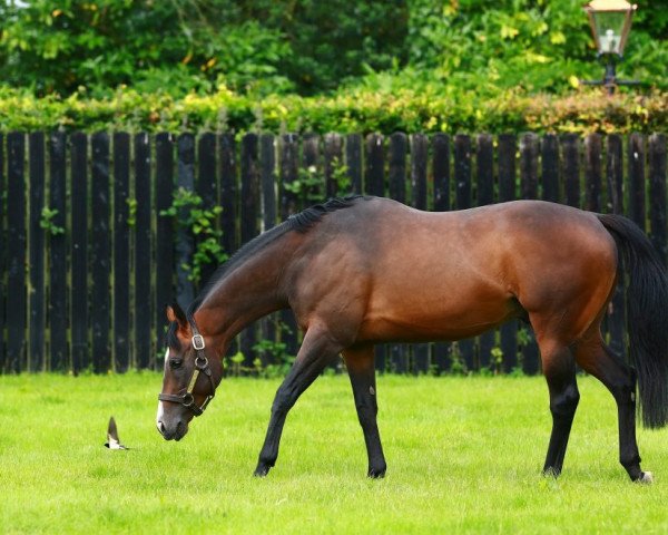 stallion Pour Moi xx (Thoroughbred, 2008, from Montjeu xx)