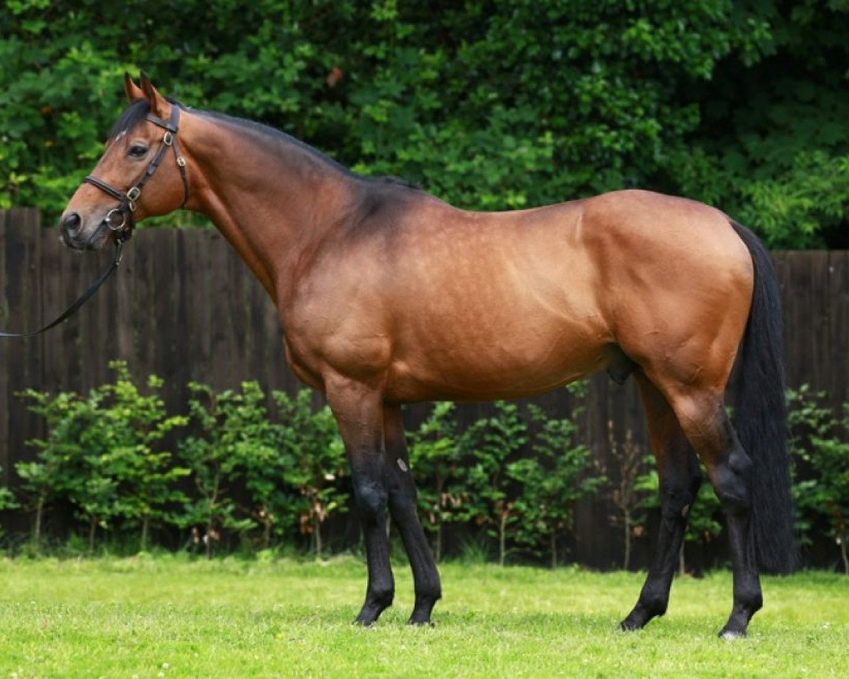 stallion Mahler xx (Thoroughbred, 2004, from Galileo xx)