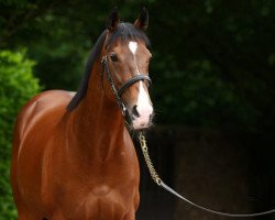 stallion Dylan Thomas xx (Thoroughbred, 2003, from Danehill xx)