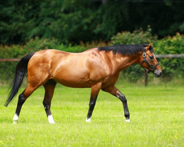 stallion Champs Elysees xx (Thoroughbred, 2003, from Danehill xx)