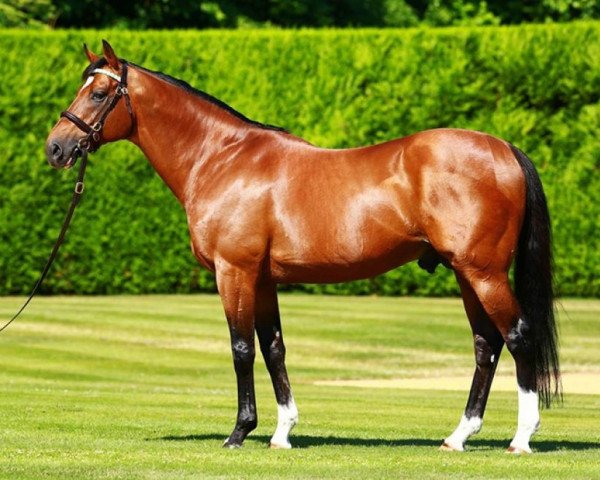 stallion Champs Elysees xx (Thoroughbred, 2003, from Danehill xx)