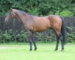 stallion Ask xx (Thoroughbred, 2003, from Sadler's Wells xx)