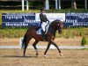 dressage horse Dolcetta 3 (Hanoverian, 2001, from Dacaprio)