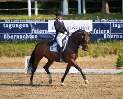 dressage horse Dolcetta 3 (Hanoverian, 2001, from Dacaprio)