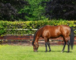 stallion Zoffany xx (Thoroughbred, 2008, from Dansili xx)