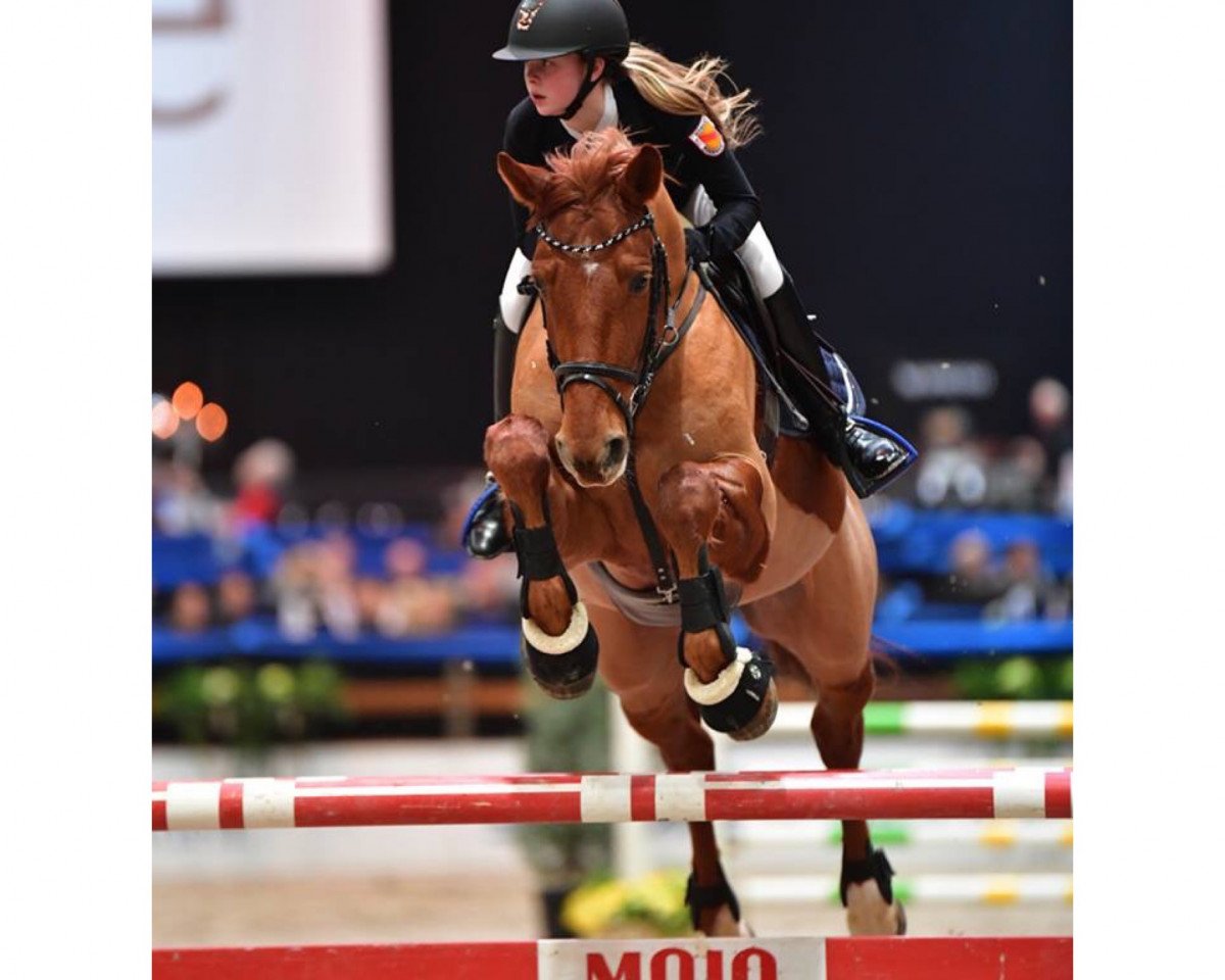 jumper Chico M 2 (Oldenburg, 2011, from Chacco-Blue)