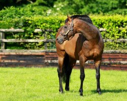 stallion Rock Of Gibraltar xx (Thoroughbred, 1999, from Danehill xx)