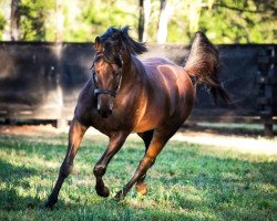 stallion Pride of Dubai xx (Thoroughbred, 2012, from Street Cry xx)