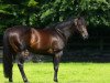 stallion No Nay Never xx (Thoroughbred, 2011, from Scat Daddy xx)