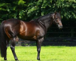 stallion No Nay Never xx (Thoroughbred, 2011, from Scat Daddy xx)