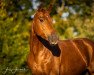 dressage horse Donna Wyona Dior (German Sport Horse, 2017, from Domani 28)