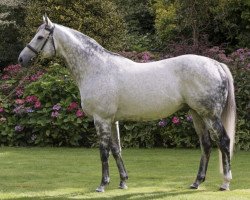 stallion Mastercraftsman xx (Thoroughbred, 2006, from Danehill Dancer xx)