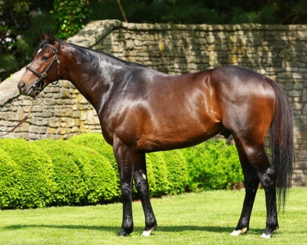 stallion Magician xx (Thoroughbred, 2010, from Galileo xx)