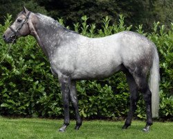 stallion Kingston Hill xx (Thoroughbred, 2011, from Mastercraftsman xx)