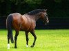 stallion Holy Roman Emperor xx (Thoroughbred, 2004, from Danehill xx)