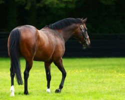 stallion Holy Roman Emperor xx (Thoroughbred, 2004, from Danehill xx)