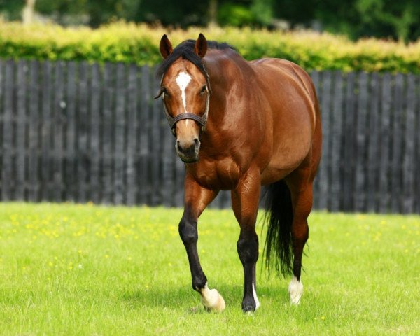 stallion Gleneagles xx (Thoroughbred, 2012, from Galileo xx)