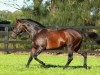 stallion Fastnet Rock xx (Thoroughbred, 2001, from Danehill xx)