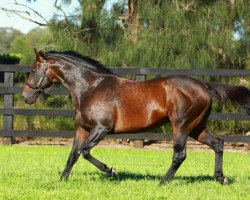 stallion Fastnet Rock xx (Thoroughbred, 2001, from Danehill xx)