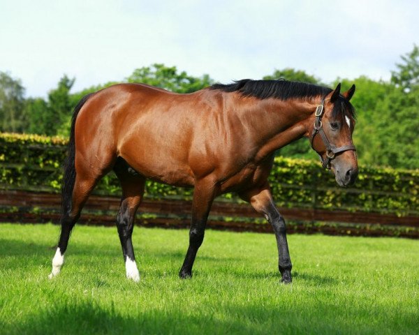 stallion Excelebration xx (Thoroughbred, 2008, from Exceed And Excel xx)