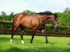 stallion Excelebration xx (Thoroughbred, 2008, from Exceed And Excel xx)