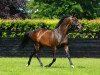 stallion Camelot xx (Thoroughbred, 2009, from Montjeu xx)