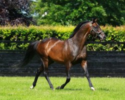 stallion Camelot xx (Thoroughbred, 2009, from Montjeu xx)