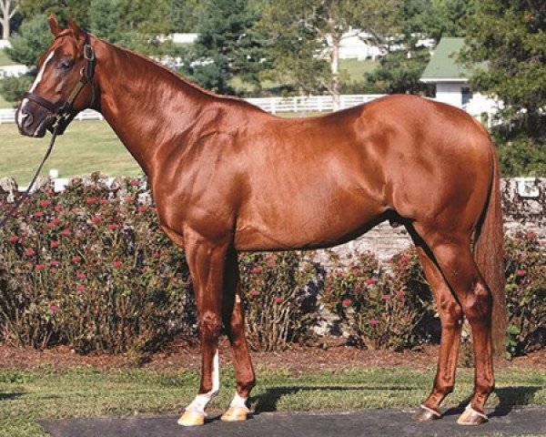 stallion Tapiture xx (Thoroughbred, 2011, from Tapit xx)