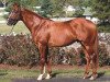 stallion Tapiture xx (Thoroughbred, 2011, from Tapit xx)