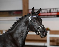 dressage horse De Capri (German Sport Horse, 2016, from De Niro)