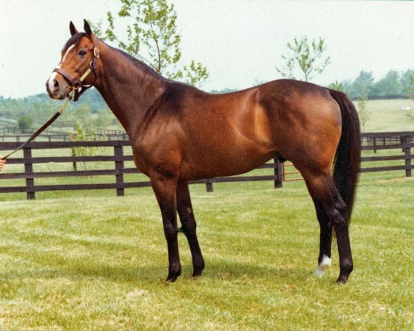 stallion Exceller xx (Thoroughbred, 1973, from Vaguely Noble xx)