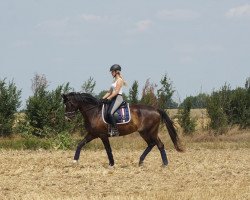 dressage horse Doela 3 (Sachse, 1998, from Festival Westfalia)