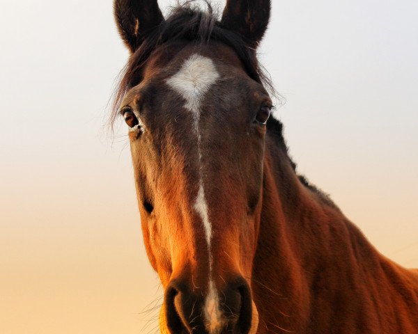 Pferd Araminta xx (Englisches Vollblut, 2004, von Johan Cruyff xx)