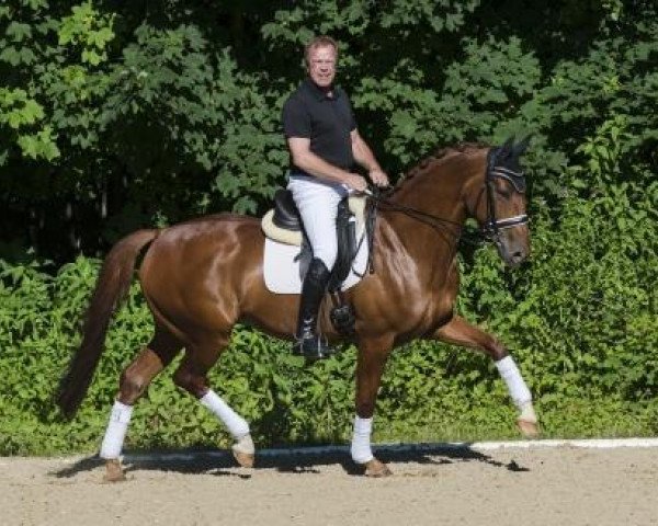 dressage horse Sir Sigfried (Rhinelander, 2008, from Sir Donnerhall I)