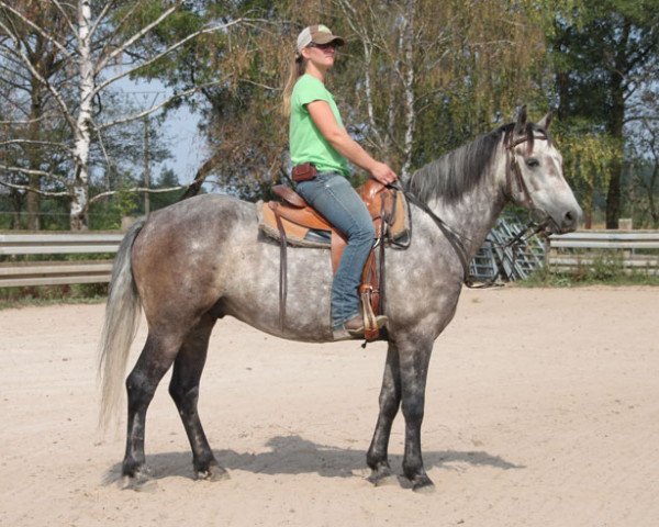 Pferd Coolrahnee Silver (Connemara-Pony, 2014)