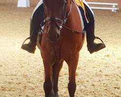 dressage horse James Bond (Hungarian Warmblood, 2005)