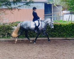 dressage horse Magic 180 (unknown, 2004)