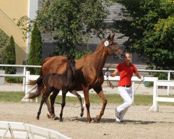 dressage horse Once Upon a Time (Austrian Warmblood, 2018, from Bernay)