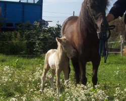 Zuchtstute Olala (Shetland Pony, 1997, von Olliver)