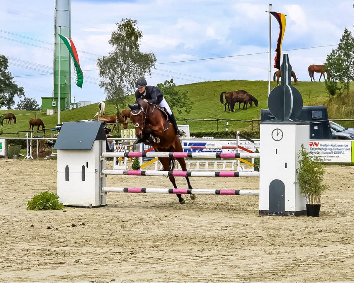 Springpferd Aston Martin 5 (Hannoveraner, 2007, von Abke 4)
