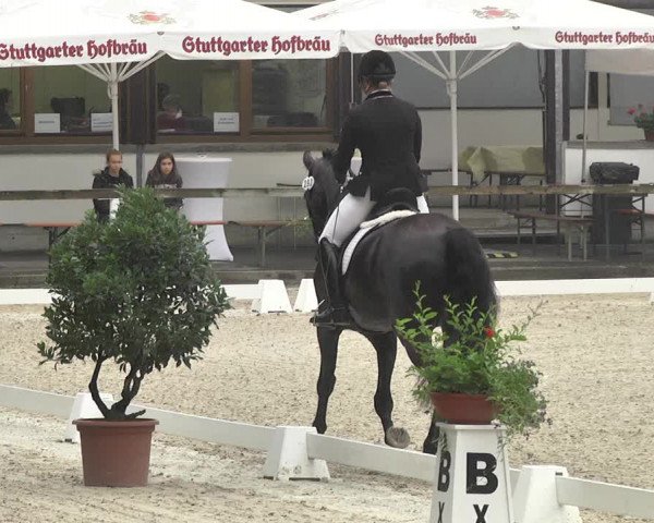Reitturnier Waiblingen 2017