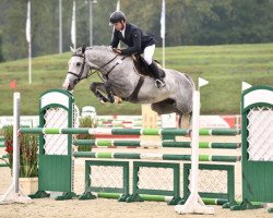 jumper M. Blue's Boy Z (Zangersheide riding horse, 2012, from Mr Blue)