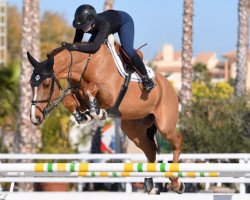 jumper Nikias van den Bisschop (Belgian Warmblood, 2013, from Echo van het Spieveld)