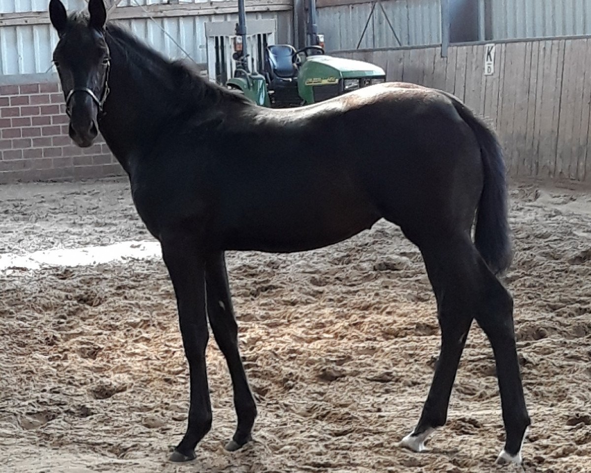dressage horse Stute von Don Martillo / Hohenstein/T. (Westphalian, 2018, from Don Martillo)
