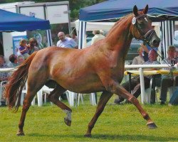 broodmare Wie Du (Hanoverian, 1998, from Weltmeyer)