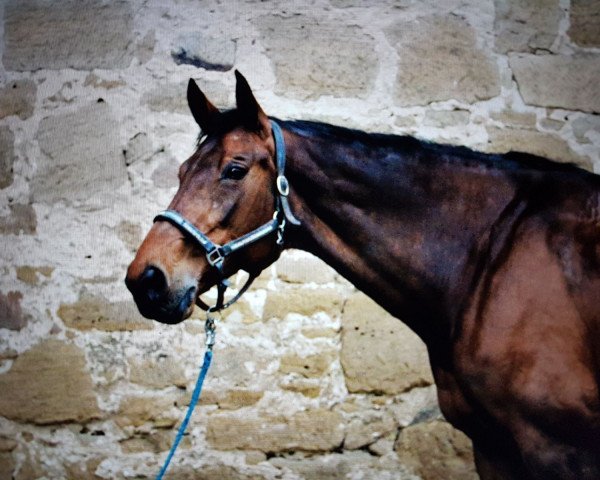 Pferd Lara 468 (Hannoveraner, 2004, von Lafontaine)
