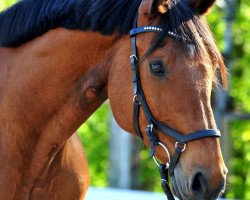 dressage horse Lovely Luke (Oldenburg, 2005, from Luxius)