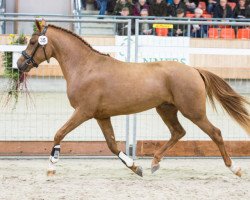 horse The Mickle's Moxie (New Forest Pony, 2015, from Lomansheide Brent)